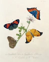 Pillangók, Edward Donovan (1768-1837) India rovaraiból